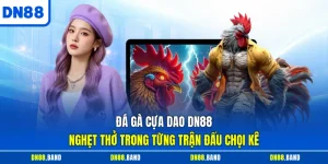 Đá Gà Cựa Dao DN88 - Nghẹt Thở Trong Từng Trận Đấu Chọi Kê