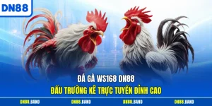 Đá Gà WS168 DN88 - Đấu Trường Kê Trực Tuyến Đỉnh Cao