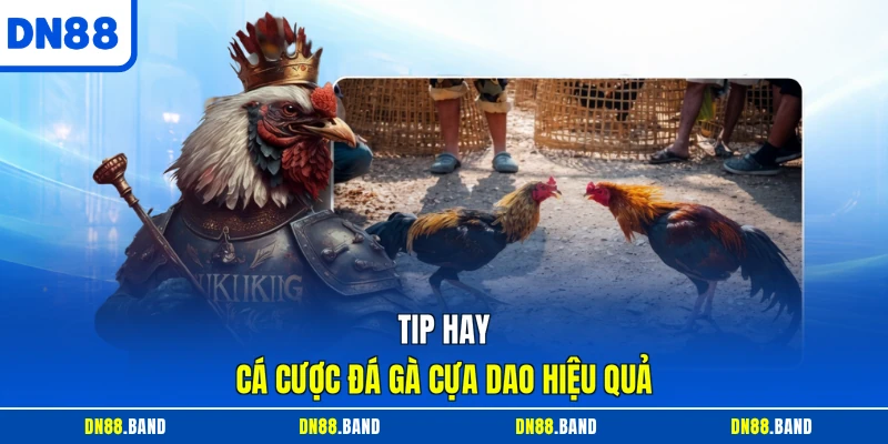 Tip hay cá cược đá gà cựa dao hiệu quả